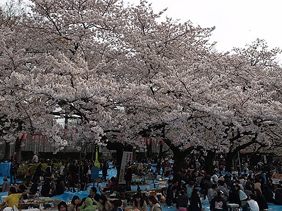 cherry-blossom viewing